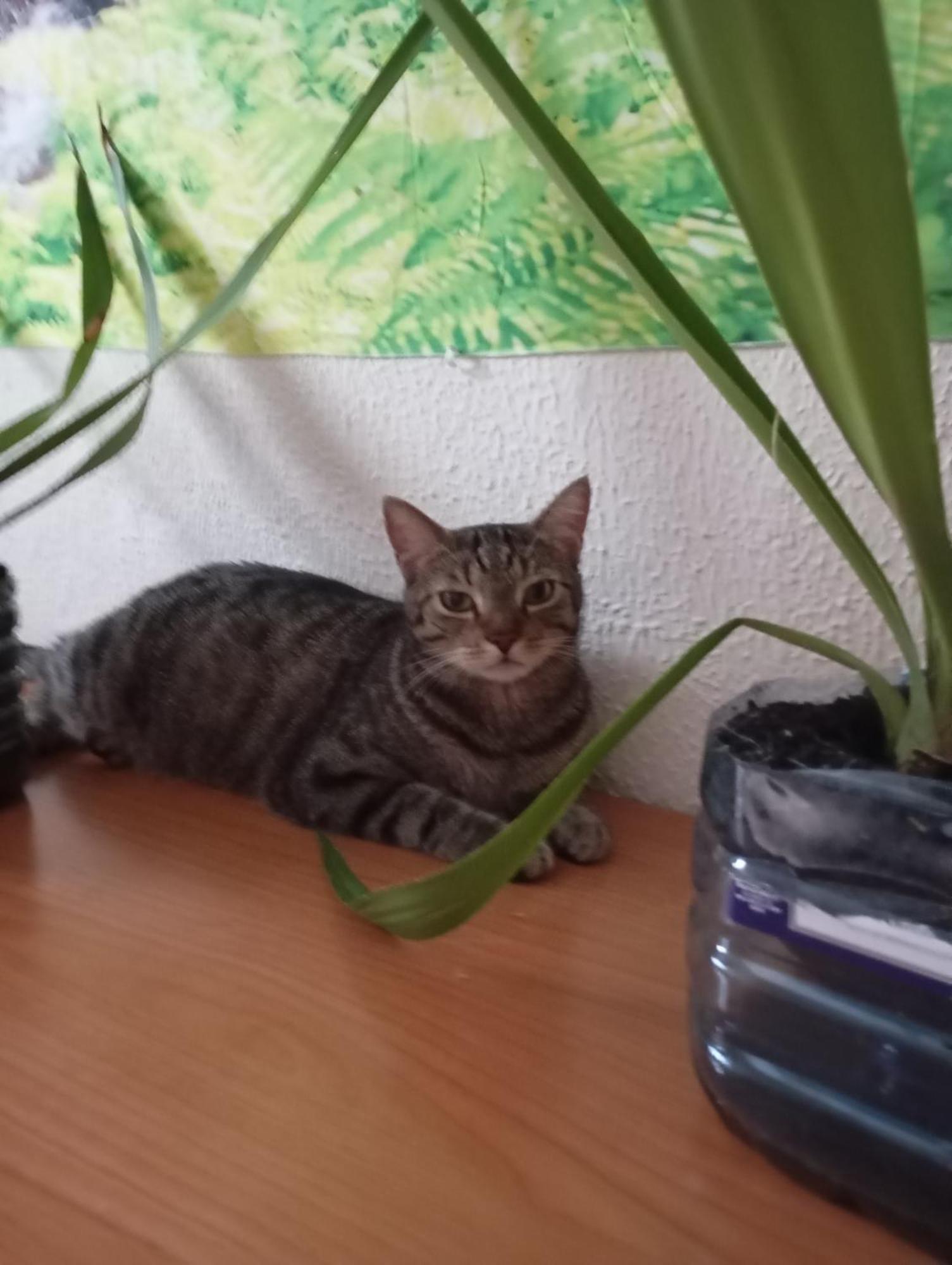 Grosses Modernes Zimmer "Silber" Fuer 2 Personen Und Katzenliebhaber Valencia Buitenkant foto